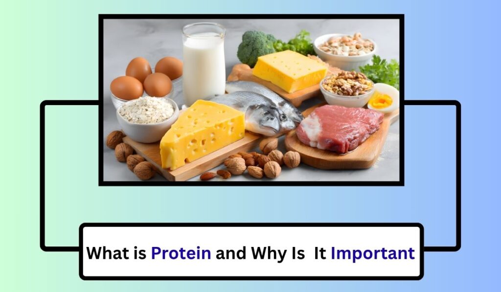What is Protein and Why Is It Important